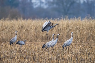 A crane (Grus grus) hops among other cranes in a field, Dümmer nature park Park, Lower Saxony,