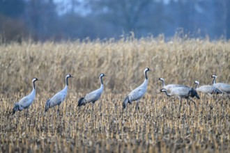 Cranes (Grus grus) standing in a quiet landscape in a field, Dümmer nature park Park, Lower Saxony,