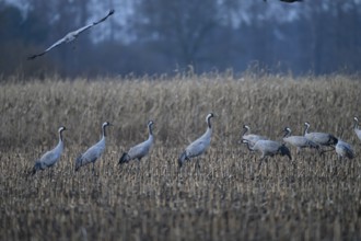 Cranes (Grus grus) c standing in a quiet field in autumn, Dümmer nature park Park, Lower Saxony,