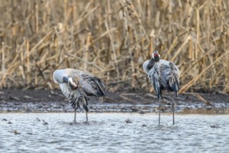 Two cranes (Grus grus) standing at the water's edge in front of reeds and preening themselves,