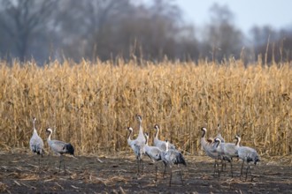 Group of cranes (Grus grus) on a field in front of tall corn stalks, Dümmer nature park Park, Lower