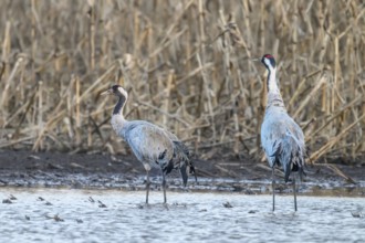 Two cranes (Grus grus) standing at the water's edge in front of reeds, Dümmer nature park Park,