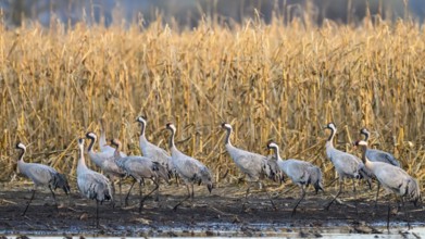 Cranes (Grus grus) migrating along the edge of a field in autumn, Dümmer nature park Park, Lower