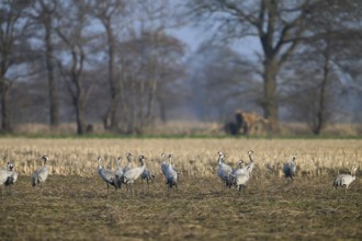 A group of cranes (Gruds grus) in a field in front of bare trees, Dümmer nature park Park, Lower