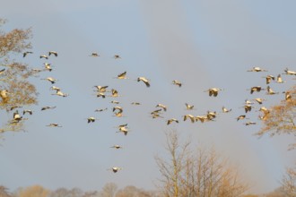 Large group of cranes (Grus grus) in the air over landscape and trees, Dümmer nature park Park,