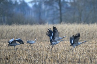 Cranes (grus grus) take off from a field and fly into the sky, Dümmer nature park Park, Lower