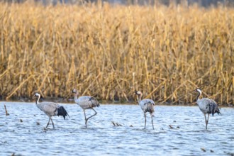Four cranes (Grus grus) w alking through shallow water in the reeds, Dümmer nature park Park, Lower