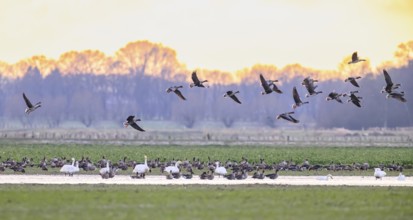 Flock of northern white-fronted geese (Anser albifrons) in flight over a meadow with puddles on