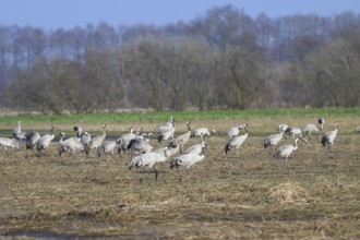 Several cranes (Grus grus) standing on a field with trees in the background under a blue sky,