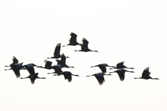 Cranes (Grus grus) flying in formation against a clear sky, Dümmer nature park Park, Lower Saxony,