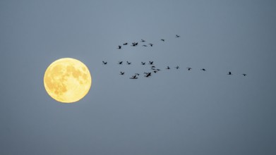 A group of cranes (Grus grus) flying in front of a large full moon in the night sky, Bugewitz,