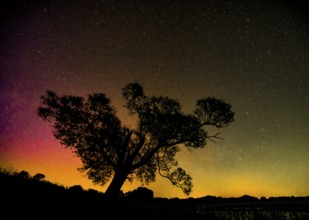 Northern lights aurora borealis over an old pasture on the Hunte dyke, Dümmerniederung nature park