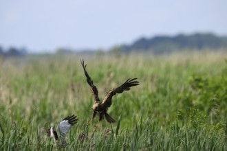 Marsh harrier (Circus aeruginosus) adult female in the air with outstretched wings against a light