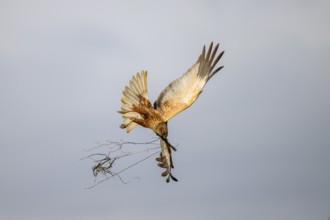 Marsh harrier (Circus aeruginosus) adult male in the air with outstretched wings against a light