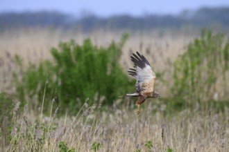 Marsh harrier (Circus aeruginosus) in flight over a reedbed with a slightly cloudy sky, Eickhöpen,
