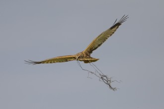 Marsh harrier (Circus aeruginosus) in the air with spread wings hovering over a field with reeds,