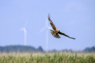 Marsh harrier (Circus aeruginosus) adult female in the air with outstretched wings against a light