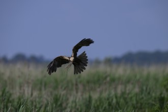 Marsh harrier (Circus aeruginosus) adult female in the air with outstretched wings against a light