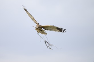 Marsh harrier (Circus aeruginosus) adult male in the air with outstretched wings against a white