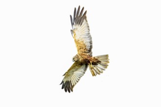 Marsh harrier (Circus aeruginosus) in the air with outstretched wings against a white background,
