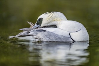 Close-up of a pygmy merganser (Mergellus albellus) in the water grooming its plumage with water