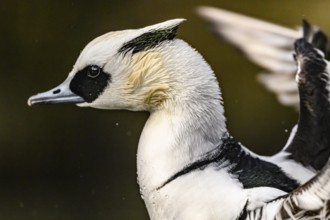 Portrait of a pygmy merganser (Mergellus albellus) in the water with water droplets on its black