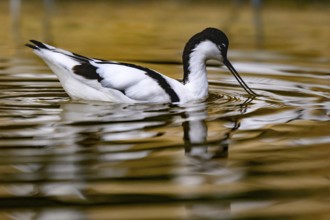 Avocet (Recurvirostra avosetta) captive, North Rhine-Westphalia, Germany