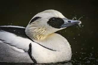 Close-up of a pygmy merganser (Mergellus albellus) in the water with water droplets on its black