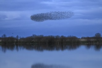 A dense flock of starlings (Sturnus vulgaris) flies over a lake with a reflection of the blue sky,