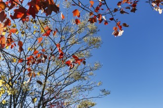 Red autumn leaves, maple leaves (Acer), sunny autumn weather, blue sky, view upwards, Indian
