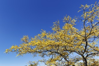 Golden yellow autumn foliage, Honey Locust (Gleditsia triacanthos), Leatherback tree, False