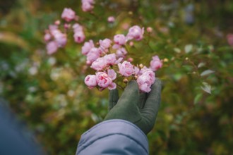Close-up of pink flowers being held in hand, Herrenberg, Böblingen district, Germany