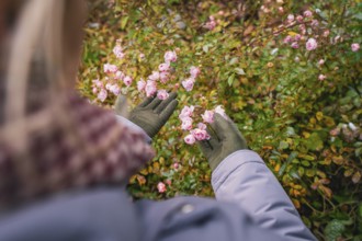 Someone in gloves looks at delicate pink flowers outdoors, Herrenberg, Böblingen district, Germany