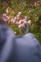Person in winter clothes admiring pink blossoms in the countryside, Herrenberg, Böblingen district,