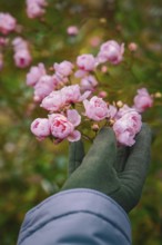 Close-up of hand with glove holding pink flowers, Herrenberg, Böblingen district, Germany
