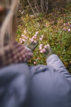 A woman looks at blooming pink flowers, wrapped in warm clothing and gloves, in a garden,