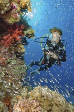 Diver looking at illuminated cliff face of lively intact colourful coral reef of stony corals