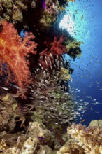 Steep face of lively intact colourful coral reef of stony corals (Scleractinia) hard corals and