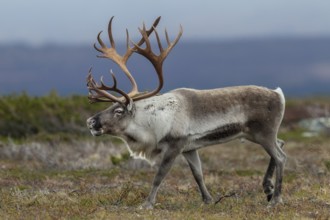 A reindeer bull (Rangifer tarandus) walks across the autumn tundra during the rut, rut, autumn,