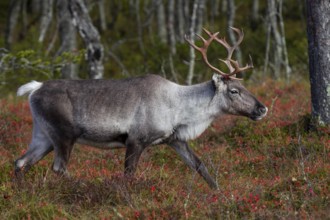 A reindeer cow (Rangifer tarandus) walks through the autumn taiga, rut, autumn, Sweden