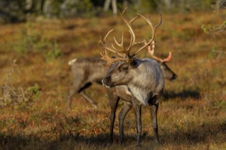 Younger reindeer bulls (Rangifer tarandus) accompany the herds of females and their calves during