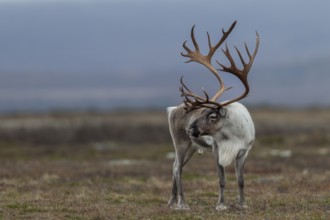 A reindeer bull (Rangifer tarandus) attentively observes a rival, rut, autumn, Sweden