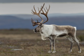 A male reindeer bull (Rangifer tarandus) attracts attention, rut, autumn, Sweden