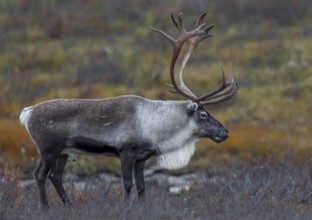 Relaxed, a reindeer bull (Rangifer tarandus) observes his herd, rut, autumn, Sweden