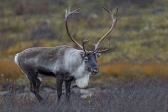 At the beginning of October, the reindeer rut (Rangifer tarandus) has reached its peak, rut,