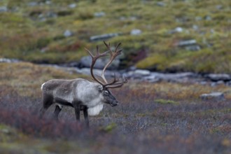 Exhausted and tired, a reindeer bull (Rangifer tarandus) stands in the tundra, rut, autumn, Sweden