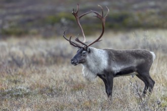 A reindeer bull (Rangifer tarandus) watches over his herd grazing in the tundra, rut, autumn,