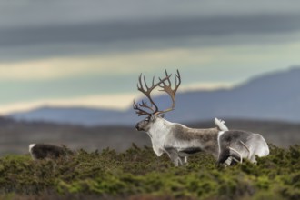 A reindeer bull (Rangifer tarandus) stretches relaxed between his small herd, rut, autumn, Sweden