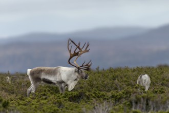 A reindeer bull (Rangifer tarandus) watches over his small herd, consisting of females with this