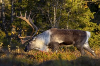 In the evening light a reindeer bull (Rangifer tarandus) moves through the taiga, rut, autumn,